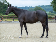 Farouk De Cheneau at EquiPrep - 17 June 2021