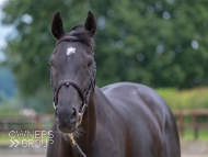 Farouk De Cheneau at EquiPrep - 17 June 2021