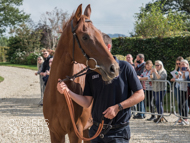 Sandalwood at Paul Nicholls' visit - 26 September 2021