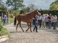 Sandalwood at Paul Nicholls' visit - 26 September 2021