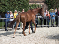 Sandalwood at Paul Nicholls' visit - 26 September 2021