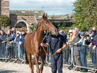 Sandalwood at Paul Nicholls' visit - 10 October 2021