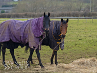 Rock Legend (left) and Saunton - 10 February 2023