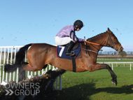 Getaway Lily Bear at Wetherby - 14 January 2023