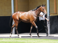 Nickleby at Newbury - 17 July 2021