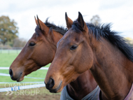 Alpine Girl (right) and Citrus Grove (Elite Racing Club) - 18 November 2022