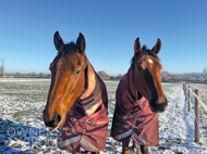 Alpine Girl (left) and Citrus Grove (Elite Racing Club) - 15 December 2022