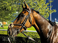 Engelbert at Kempton - 4 October 2023