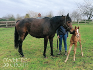 Cupboard Love with her Territories colt - 22 February 2022