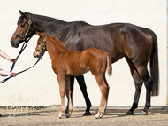 Cupboard Love and her Territories foal - 24 March 2022