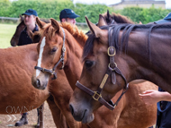 Cupboard Love and Territories colt foal - 30 June 2022