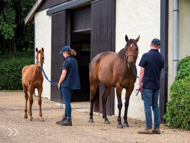 Cupboard Love and Territories colt foal - 30 June 2022