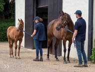 Cupboard Love and Territories colt foal - 30 June 2022