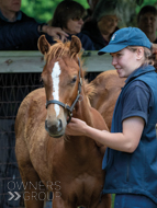 Territories ex Cupboard Love colt - 30 June 2022