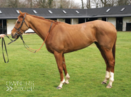 Fortune Dancer - 15 March 2023