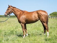 Fortune Dancer - 26 May 2023
