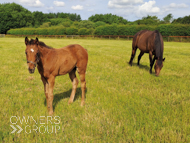 Cupboard Love and her Harry Angel filly - 26 June 2023