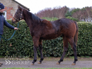 Harry Angel ex Cupboard Love Yearling Filly - 07 February 2024