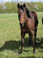 Harry Angel ex Cupboard Love Yearling Filly - 15 April 2024