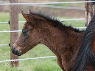 Mayson ex Tambourine Girl Filly - 11 February 2023