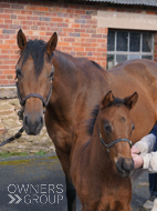 Mayson ex Tambourine Girl Filly - 23 March 2023