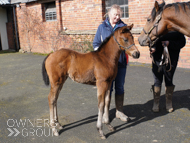 Mayson ex Tambourine Girl Filly - 23 March 2023