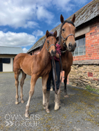 Mayson exTambourine Girl Filly - 15 April 2023