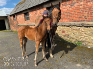 Mayson exTambourine Girl Filly - 15 April 2023