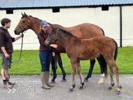 Tambourine Girl and her Mayson filly - 17 May 2023