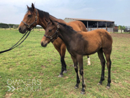Tambourine Girl and her Mayson filly - 12 June 2023