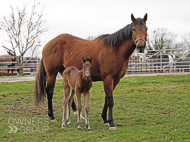 Mayson ex Tambourine Girl Filly - 11 February 2023