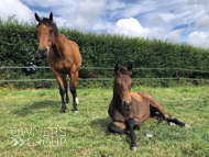 Tambourine Girl and her Mayson filly - 26 June 2023
