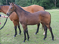 Mayson ex Tambourine Girl Filly - 20 July 2023