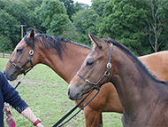 Mayson ex Tambourine Girl Filly - 20 July 2023