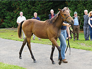 Mayson ex Tambourine Girl filly - 17 August 2023