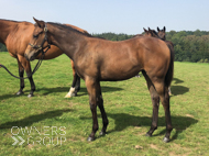 Mayson ex Tambourine Girl filly - 6 September 2023