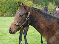 Mayson ex Tambourine Girl filly - 26 October 2023