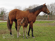 Mayson ex Tambourine Girl Filly - 11 February 2023