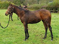 Mayson ex Tambourine Girl filly - 26 October 2023