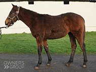 Mayson ex Tambourine Girl filly - 5 January 2024