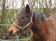 Mayson ex Tambourine Girl filly - 25 March 2024