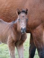 Mayson ex Tambourine Girl Filly - 11 February 2023