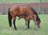 Mayson ex Tambourine Girl Filly - 11 February 2023