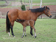 Mayson ex Tambourine Girl Filly - 11 February 2023