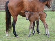 Mayson ex Tambourine Girl Filly - 11 February 2023