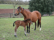 Mayson ex Tambourine Girl Filly - 11 February 2023